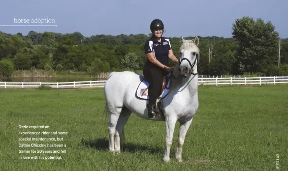  ??  ?? Ozzie required an experience­d rider and some special maintenanc­e, but Cathie Chiccine has been a trainer for 20 years and fell in love with his potential.