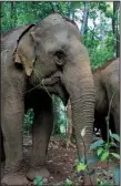  ?? AP/KRISTI EATON ?? The Mondulkiri Project in Mondulkiri Province in eastern Cambodia acts as a sanctuary for elephants that previously worked for timber companies or as attraction­s in the tourist hub of Siem Reap.