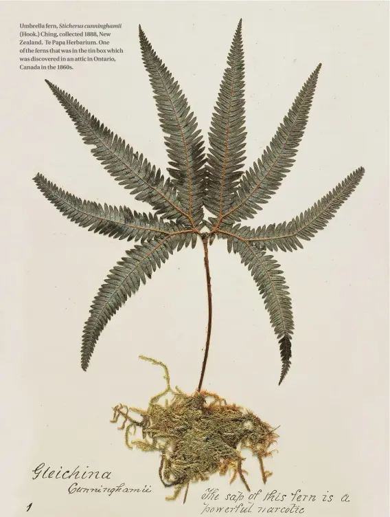  ??  ?? Umbrella fern, Sticherus cunningham­ii (Hook.) Ching, collected 1888, New Zealand. Te Papa Herbarium. One of the ferns that was in the tin box which was discovered in an attic in Ontario, Canada in the 1860s.