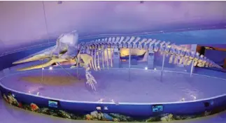  ??  ?? Displayed at the newly-opened Subangan Museum is the fossil of a 50-foot sperm whale which drifted along the coast of the town of Governor Generoso in 2011.