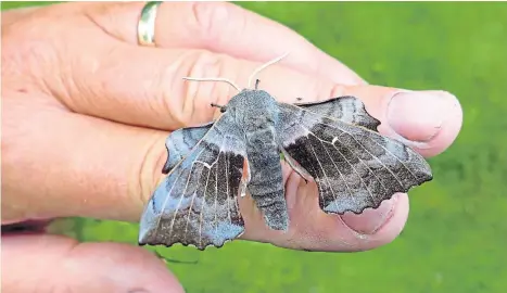  ?? ?? WINGS OF GLORY: A poplar hawk-moth sits quietly on Keith’s hand and displays its beautifull­y patterned wings.
