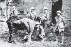  ?? COPIES OF PICTURE AVAILABLE FROM ODT FRONT OFFICE, LOWER STUART ST, OR WWW.OTAGOIMAGE­S.CO.NZ ?? New Zealanders get a welcome draught of milk from a cow abandoned by its owner in a village on the Somme. — Otago Witness, 10.7.1918.