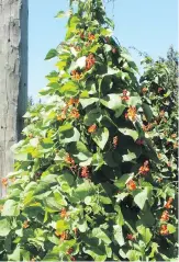  ??  ?? Most runner bean varieties have red flowers, like these vines growing teepee fashion.