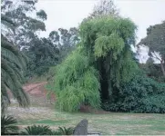  ??  ?? Donna Johnston, of Whakatane, has been following the trees that look like something else in Sideswipe this week and wanted to share this from her front yard. “We call it our puppy dog tree. It always gets people talking about how cool it is,” she says.