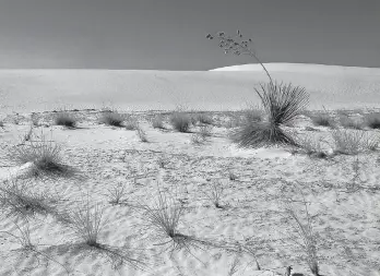  ?? RICHARD PIPES/JOURNAL ?? A couple who died Tuesday at White Sands National Monument started their hike during the middle of the day, which monument officials advise against during hot weather.