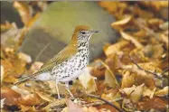  ?? Contribute­d file photo ?? A wood thrush makes a complicate­d, flute-like, song. Its numbers are declining as dense woodlands decrease.