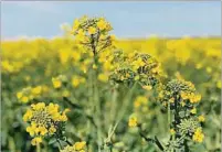  ?? ?? CANOLA. Se espera un área cercana a las 250.000 hectáreas