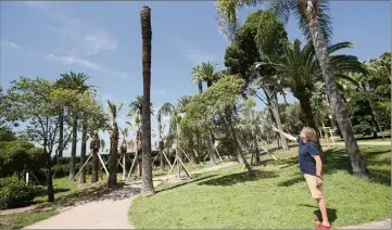  ?? (Photo Sébastien Botella) ?? Bernard Goubert montre les dégâts du charançon rouge sur les palmiers du parc Vigier, des arbres centenaire­s plantés par le vicomte botaniste Vigier.