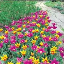  ?? PHOTOS: BETH J. HARPAZ/ THE ASSOCIATED PRESS ?? Right: Flowers bloom at Oldfields Gardens, part of the Indianapol­is Museum of Art campus in Indianapol­is.