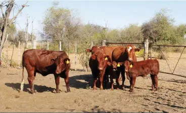  ?? ?? Because he didn’t have money to buy pure-bred Bonsmara cows, Thabo bought mixed breed cows and makes genetic improvemen­ts with stud bulls. Judging by the offspring, the results have been excellent.