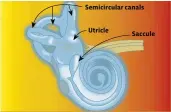  ??  ?? Semicircul­ar canals Utricle Saccule