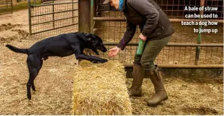  ??  ?? A bale of straw can be used to teach a dog how
to jump up