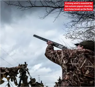  ?? ?? A strong wind is essential for late autumn pigeon shooting as it helps break up the flocks