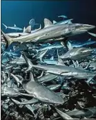  ??  ?? «700 requins dans la nuit» sera diffusé samedi à 20h50 sur Arte.