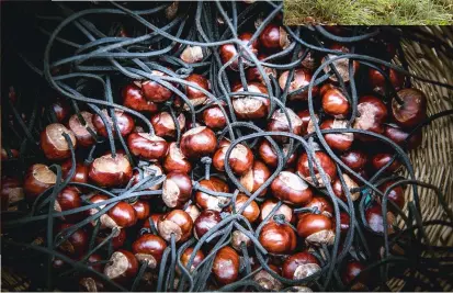  ??  ?? Around the bounty of autumn have sprung up seasonal traditions, from conker festivals to apple days; or you could mark the season with something as simple as collecting colourful leaves on an afternoon walk