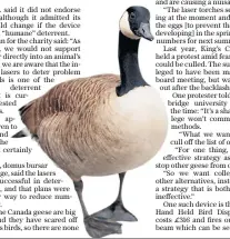  ??  ?? Steve Turkentine, a porter at King’s College, Cambridge, with the device he is using to scare off Canada geese, below