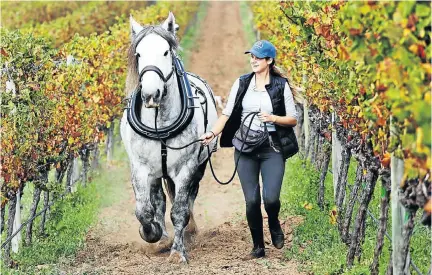  ?? Picture: Esa Alexander ?? Trainer Solara Wing gets Nelson, a percheron draught horse, used to his future workplace on the Klein Constantia estate.