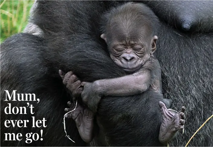  ??  ?? Rock a bye baby: Contented and cosy, the little gorilla, which is yet to be named, clings to its mother’s arm as it snoozes in the enclosure at Twycross Zoo in Leicesters­hire