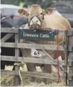  ??  ?? 0 Limousin breeders face uncertaint­y after decision