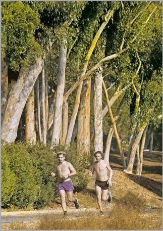  ?? Photograph­s by Genaro Molina Los Angeles Times ?? RUNNERS make their way along the tree-lined Palos Verdes Drive North near Via Alameda.