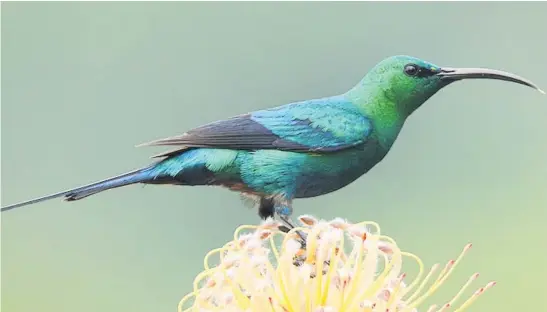  ?? Photo: Sjirk Geerts ?? FLYING START. The Ingcungcu Sunbird Restoratio­n Project is helping these birds to complete their natural migration. Malachite sunbirds travel between the mountain ranges of Muizenberg and Stellenbos­ch, a historic route that has been broken by urban sprawl.