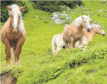  ?? FOTO: MUNKLER ?? Auch für 400 Pferde im Allgäu – hier an der Hinteren Seealpe bei Oberstdorf – endet bald der Alpsommer.