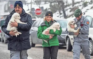  ?? EUROPEAN PRESS AGENCY ?? Rescue team members carry the three puppies found alive Monday in the rubble of the avalanche-hit Rigopiano Hotel in Abruzzo, Italy. Their parents escaped the hotel’s collapse. The puppies were in good health after being buried almost five days.