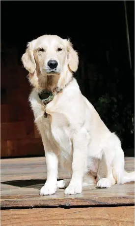  ?? [THINKSTOCK PHOTO] ?? Assistance dogs often are Labrador retrievers.