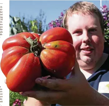  ??  ?? Patrick Teichmann zeigt eine Riesentoma­te mit einem Gewicht von  Gramm in seinem Schreberga­rten in Pößneck. Der Hobby -Gärtner züchtet Riesengemü­se und gewinnt Preise. Fotos (): Bodo Schackow