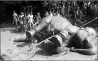  ?? AFP ?? A tranquiliz­ed wild elephant lies on the ground after being pulled from a pond by Bangladesh forest officials and villagers in the Jamalpur district, some 150 km north of Dhaka.