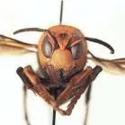  ?? WASHINGTON STATE DEPARTMENT OF AGRICULTUR­E ?? The Asian giant hornet, the world's largest species of hornet, was found last year in northwest Washington and could spread elsewhere.