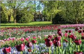  ?? BECCA MATHIAS PHOTOGRAPH­Y ?? Tulips in full bloom.