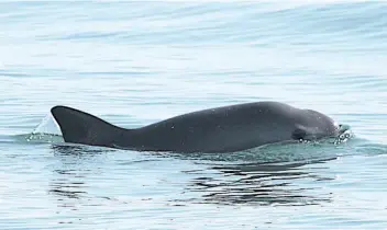  ??  ?? La Marina ha implementa­do medidas con el objetivo de facilitar las acciones, que se pusieron en marcha la semana pasada, para preservar la vaquita marina, una especie considerad­a en peligro de extinción.