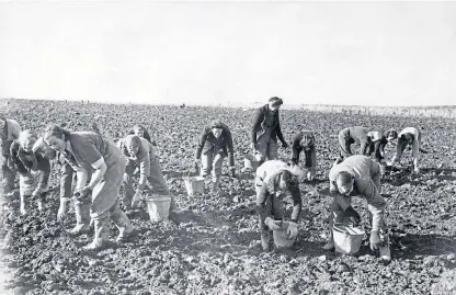 ?? Picture: Aberdeen Journals. ?? Tattie-picking in the north-east of Scotland in October 1952.