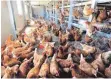  ?? FOTO: DPA ?? Hühner der Rasse Lohmann Braun in einem mobilen Hühnerstal­l.