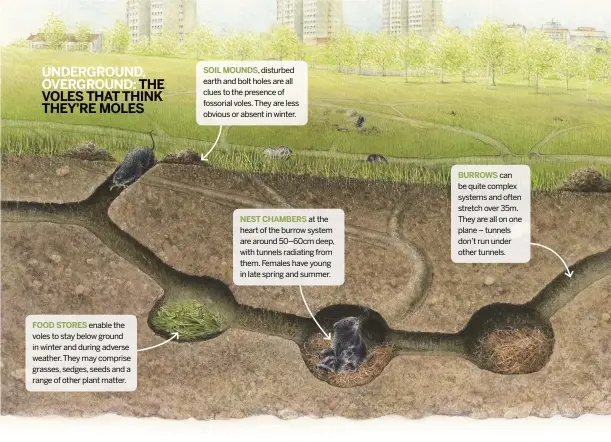  ??  ?? FOOD STORES enable the voles to stay below ground in winter and during adverse weather. They may comprise grasses, sedges, seeds and a range of other plant matter.
SOIL MOUNDS, disturbed earth and bolt holes are all clues to the presence of fossorial...