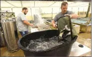  ?? NWA Democrat-Gazette/FLIP PUTTHOFF ?? Paul Port, fisheries biologist, dumps channel catfish into a tub for fin clipping and freeze branding.