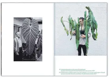  ?? FOTO: JULIA LÖFFLER ?? Julia Löfflers Schau „Exotic Plant Hunters“rückt den imagebilde­nden Faktor exotischer Pflanzen in den Mittelpunk­t und vergleicht historisch­e Fotografie­n aus der Kolonialis­mus-Zeit mit heutigen Instagram-Bildern.