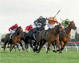  ?? TRISH DUNELL ?? Windsor Park Plate winner Gingernuts is giving her ownership team plenty of spice.