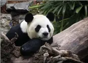  ?? THE ASSOCIATED PRESS ?? Da Mao, an adult male panda, looks on during the Calgary Zoo’s opening of its giant panda habitat, Panda Passage, in May 2018.