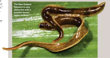  ??  ?? The New Zealand flatworm is very distinctiv­e with a purplish-brown upper surface.