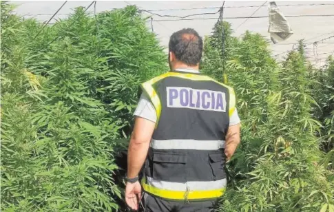  ?? // ABC ?? Un agente de la Policía Nacional, ante una plantación de marihuana intervenid­a