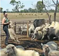  ??  ?? This photo shows 28-year-old Australian sheep shearer Emma Billet carrying a sheep on a station outside the town of Trangie in western New South Wales.