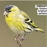  ??  ?? VIBRANT
Siskins brighten gardens