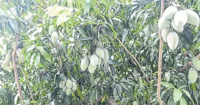  ??  ?? Cultivo tropical. La palta requiere riego adicional fuera de la temporada de lluvias. En “La Iguana” tienen 10 hectáreas en producción y 12 hectáreas más recién implantada­s.