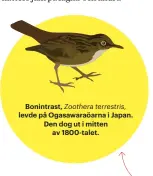  ??  ?? Bonintrast, Zoothera terrestris, levde på Ogasawaraö­arna i Japan. Den dog ut i mitten av 1800-talet.