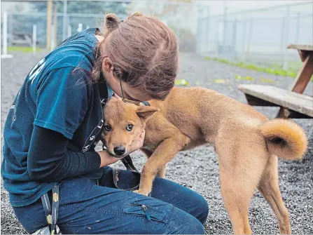  ?? JULIE JOCSAK THE ST. CATHARINES STANDARD ?? Davita Debruyne spends time with Adrien, a eight-month-old spitz mix, a dogs escued from a South Korea meat farm now up for adoption.