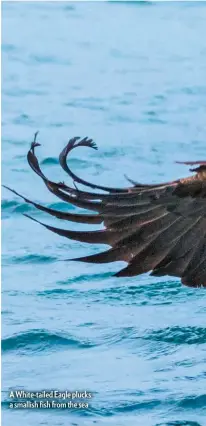  ??  ?? A White-tailed Eagle plucks a smallish fish from the sea