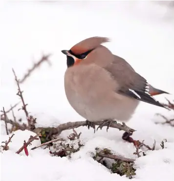  ??  ?? BELOW: WAXWING