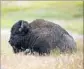  ?? Mark Boster L.A. Times ?? BISON sightings stop traffic in Yellowston­e.